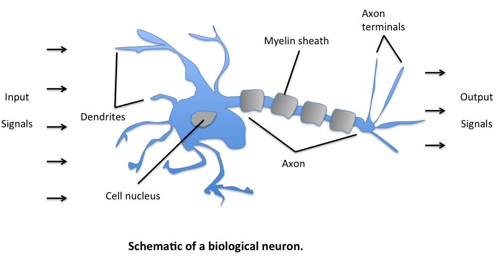 biological neural network tutorial